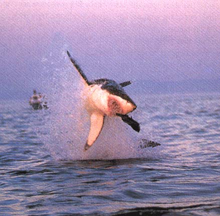diver.jpg