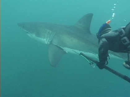 Greatwhite shark