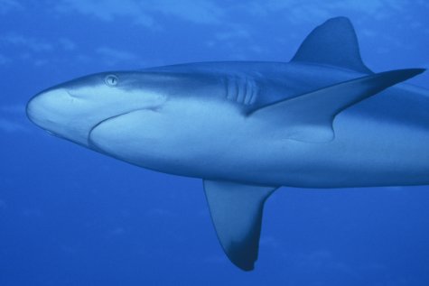 greyreefshark.jpg