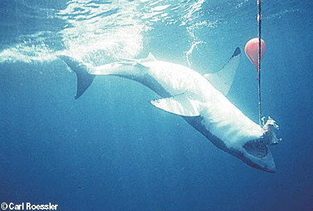 white shark inverted