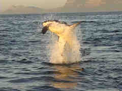 jump shark