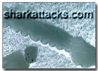 sharkbite_scanning.jpg