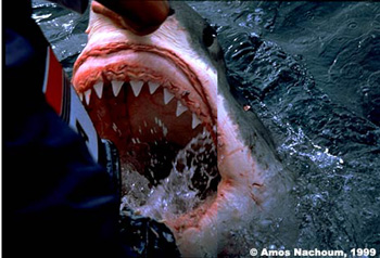 shark teeth
