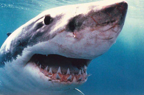 smiley_shark.jpg