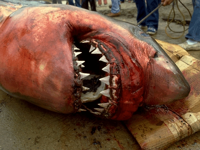 smileybloody_whiteshark.jpg