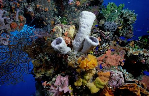 National Undersea Research Program
