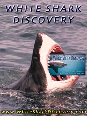 diverweld.jpg