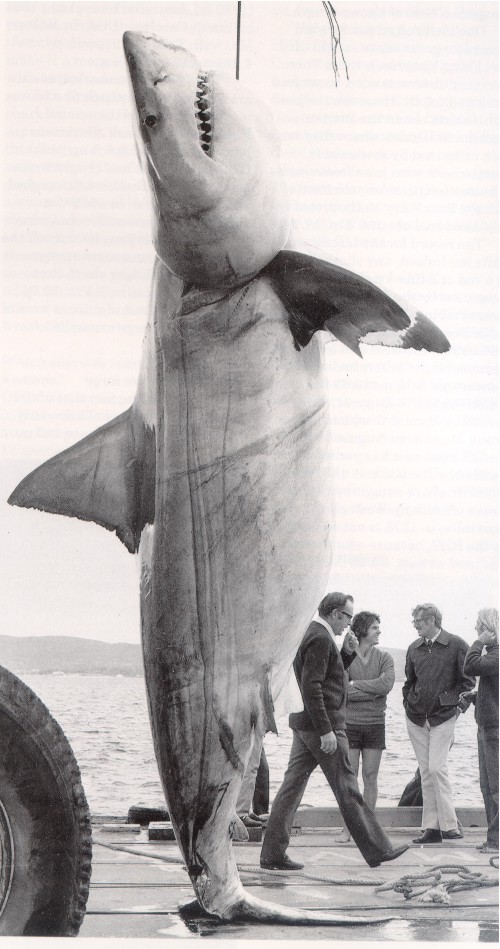 whiteshark_getcaught.jpg